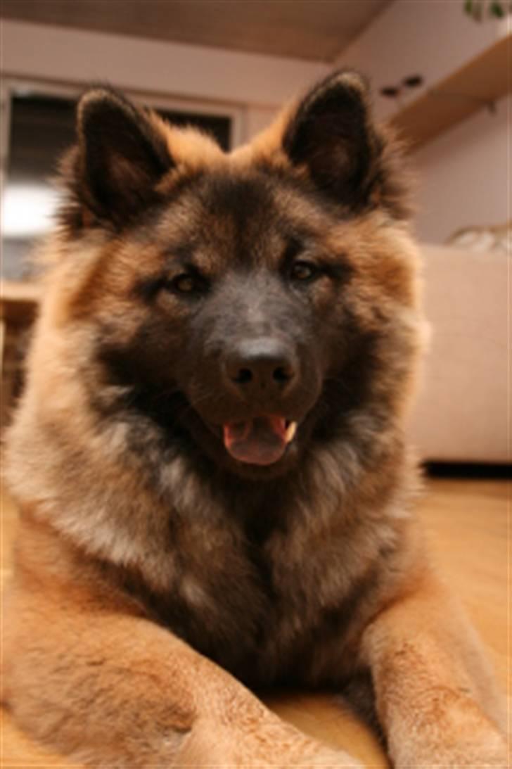 Eurasier Super Nova - 6½ mrd billede 7