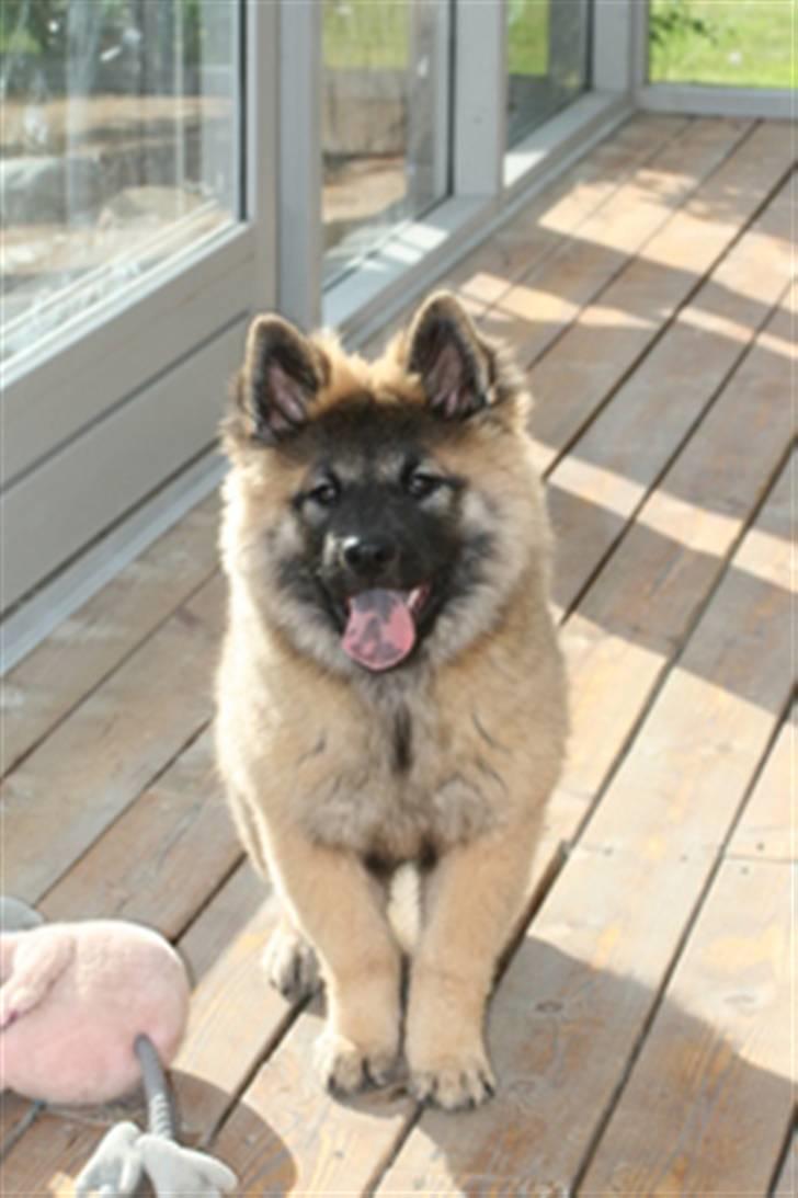Eurasier Super Nova - 5mrd billede 8