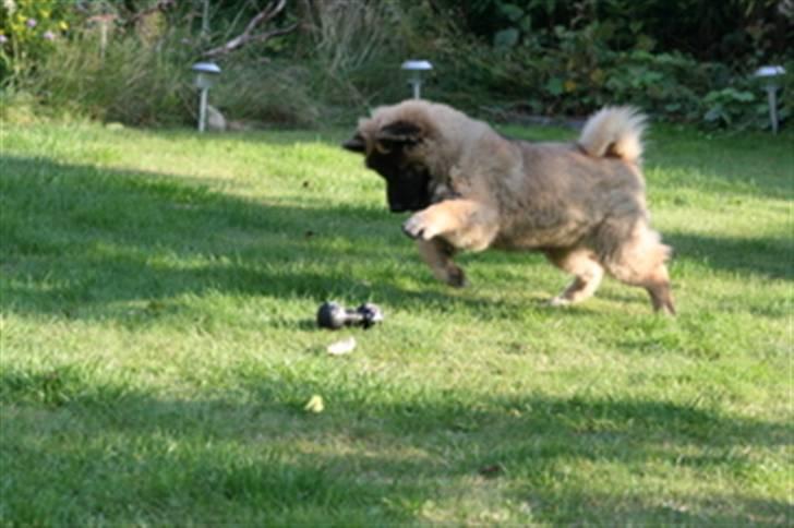 Eurasier Super Nova - 3mrd billede 9