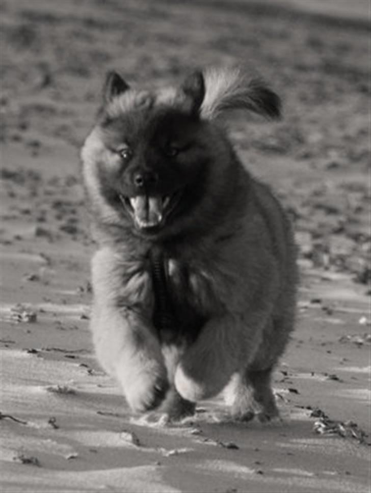 Eurasier Super Nova - 3mrd billede 10