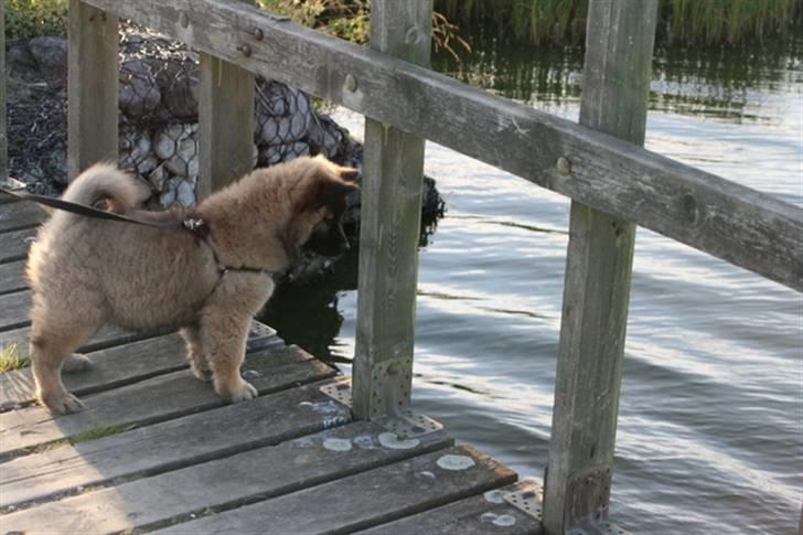 Eurasier Super Nova - 2½mrd  billede 11