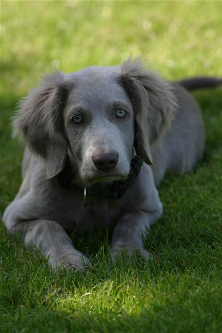 Langhåret Weimaraner Luna - Luna <3 billede 2