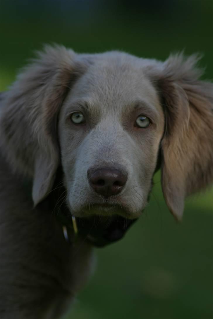 Langhåret Weimaraner Luna - Hun ligger i haven :) billede 3