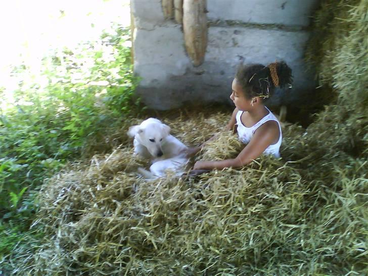 Blanding af racer wiwi billede 1