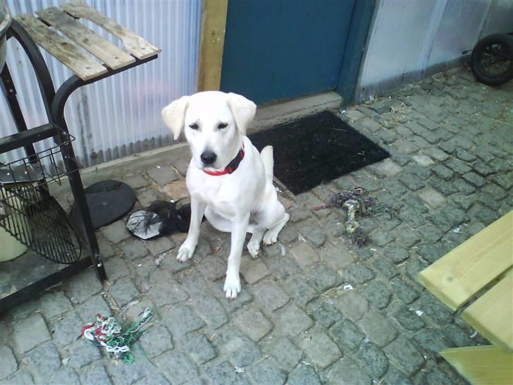 Blanding af racer wiwi billede 3