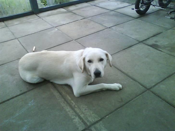 Blanding af racer wiwi billede 4