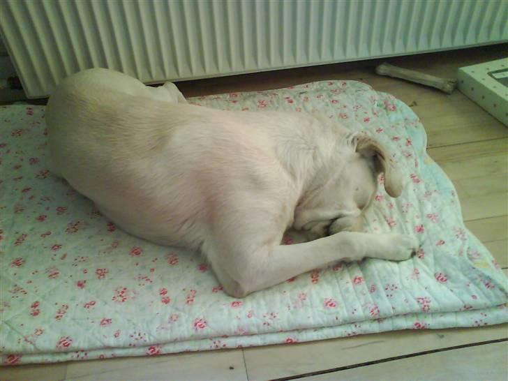 Blanding af racer wiwi billede 5