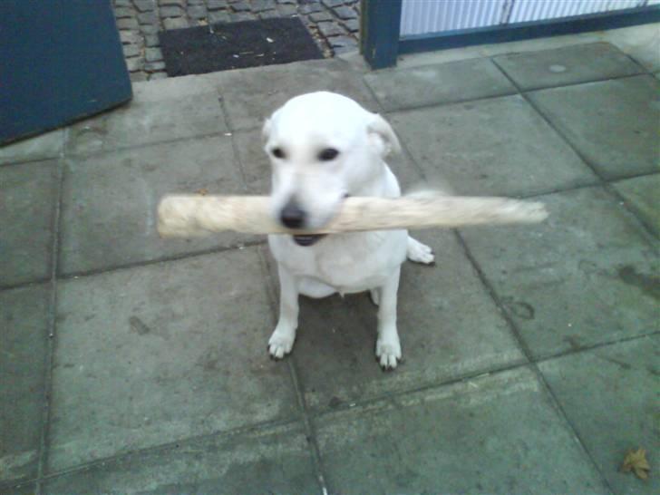 Blanding af racer wiwi billede 6