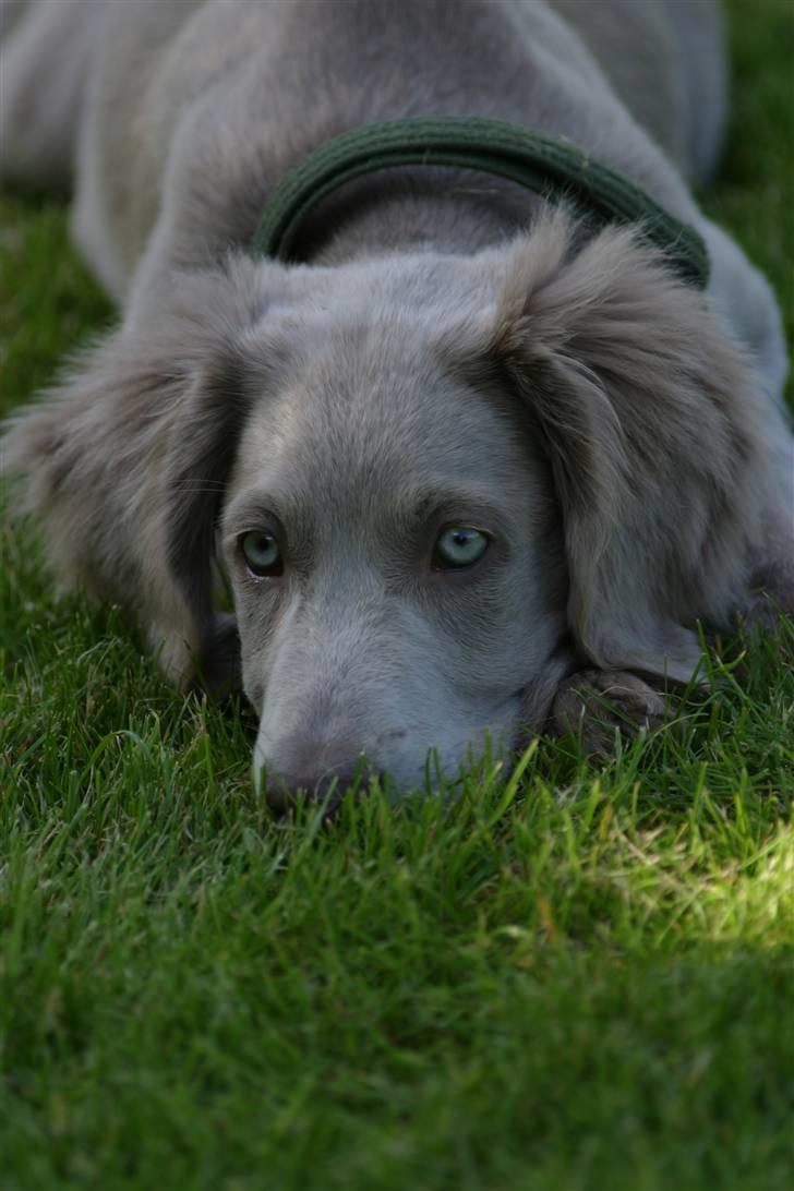 Langhåret Weimaraner Luna - Græs dufter af .. MAD !! måske er det enda spiseligt ? billede 4