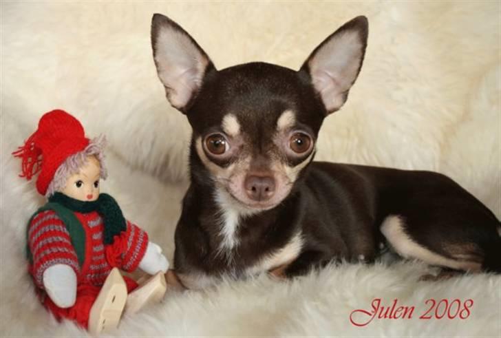 Chihuahua Dolle billede 8