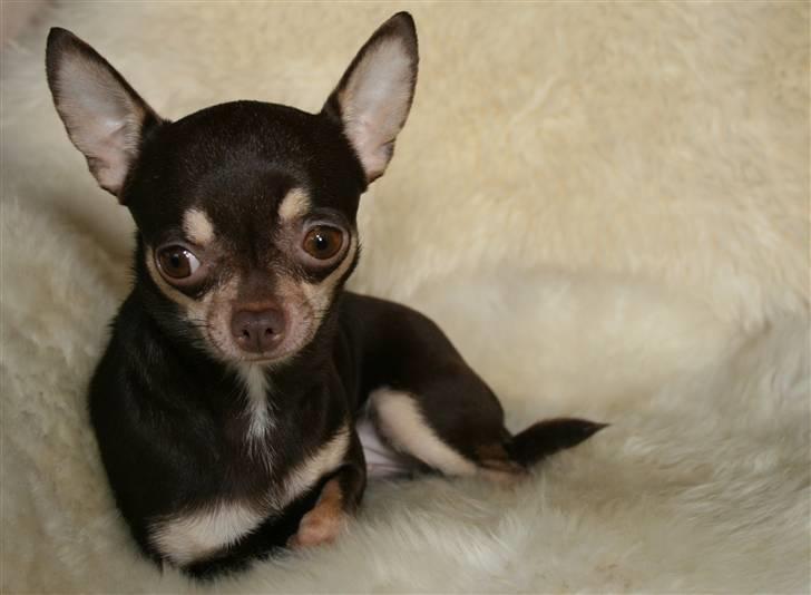 Chihuahua Dolle billede 9