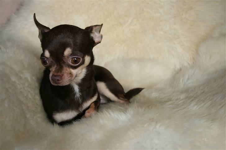 Chihuahua Dolle billede 10