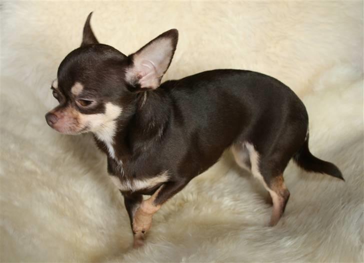 Chihuahua Dolle billede 11