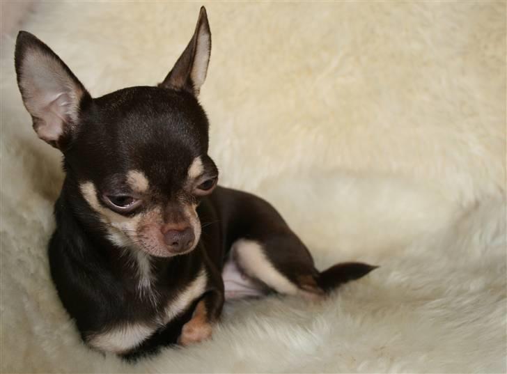 Chihuahua Dolle billede 12