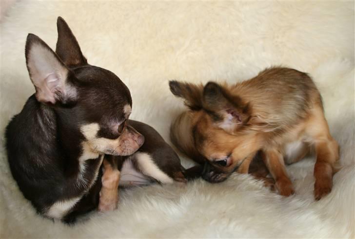 Chihuahua Dolle billede 13