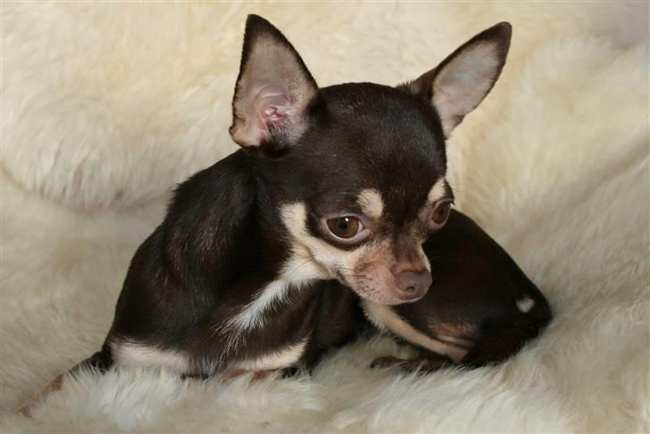 Chihuahua Dolle billede 15