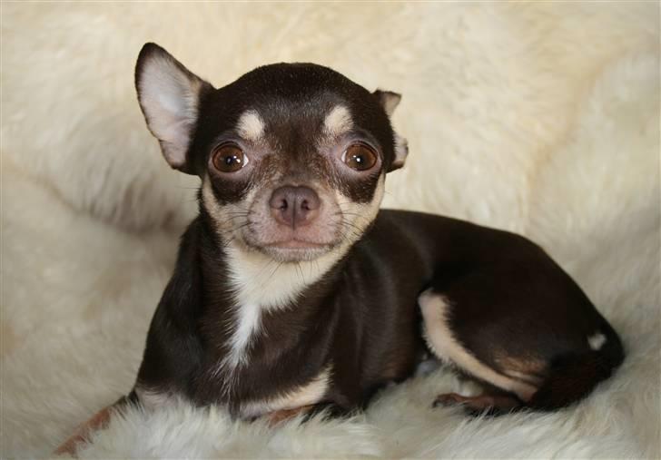 Chihuahua Dolle billede 16