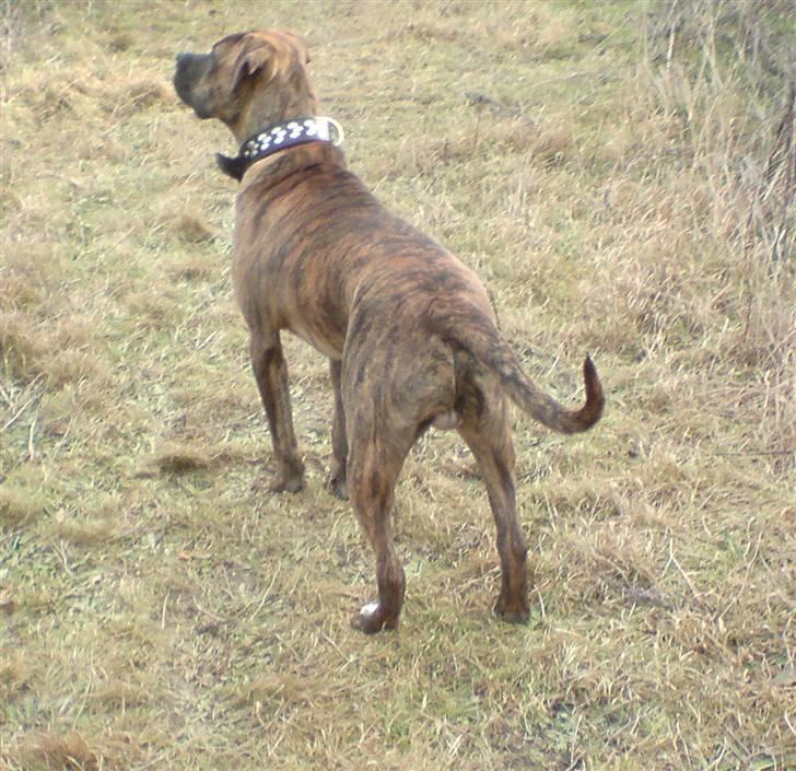 Amerikansk bulldog Kazan - Taget D.12/1-09 billede 3