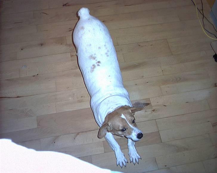 Blanding af racer Mala "Himmelhund"  R.I.P. billede 16