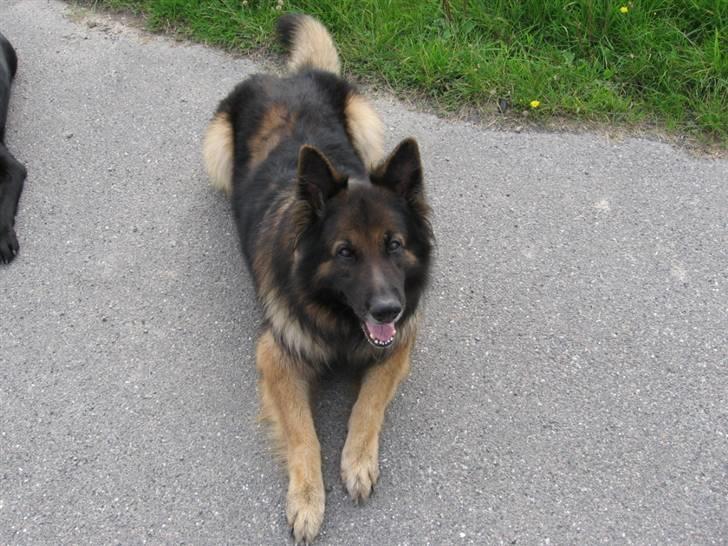 Schæferhund Tobilas Alfred R.I.P billede 19