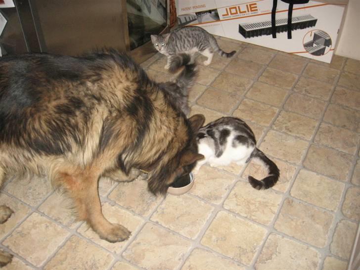 Schæferhund Tobilas Alfred R.I.P - hallo kat jeg kom først billede 20