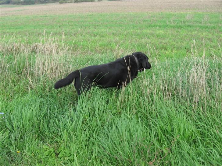 Labrador retriever zæcar R.I.P billede 9