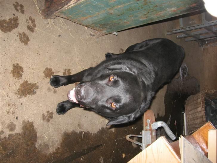 Labrador retriever zæcar R.I.P billede 10