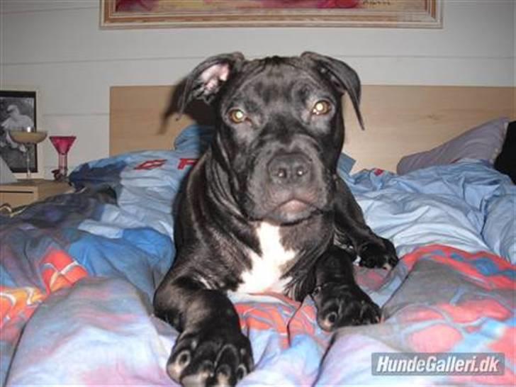 Amerikansk staffordshire terrier Briian =o) billede 16