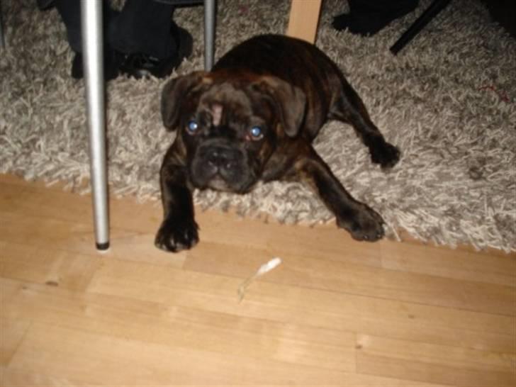 Fransk bulldog Rocky - Rocky billede 1