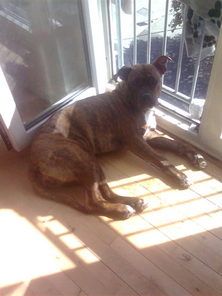 Blanding af racer Chili * Himmelhund* - Stop så med de billeder moar ! Gider ikke ! billede 10