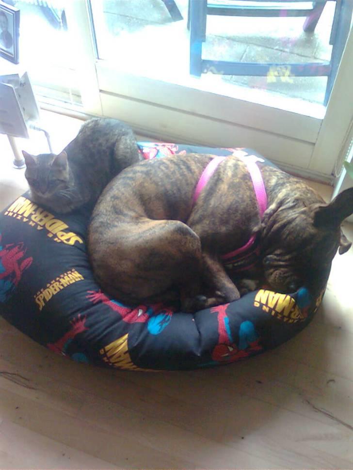 Blanding af racer Chili * Himmelhund* billede 11