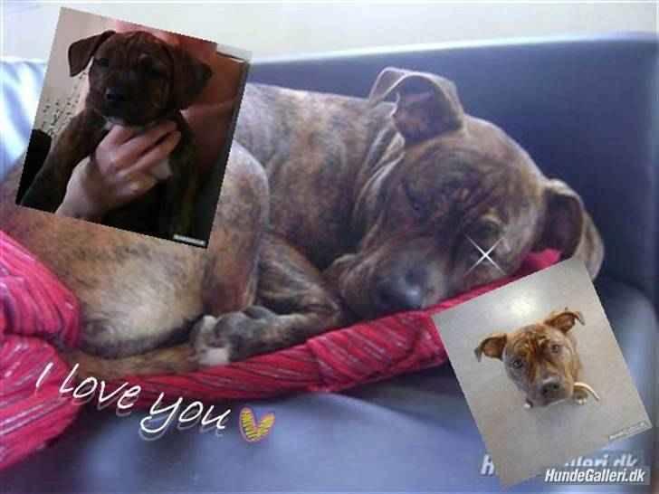 Blanding af racer Chili * Himmelhund* - Billedet er redigeret af * Springhunden Mira * billede 12