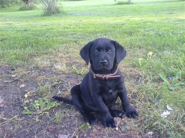 Labrador retriever Bølle billede 1