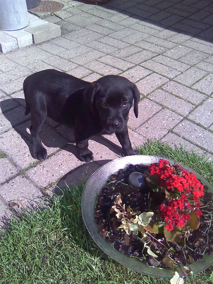 Labrador retriever Bølle billede 2