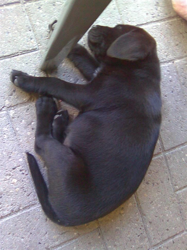 Labrador retriever Bølle billede 3