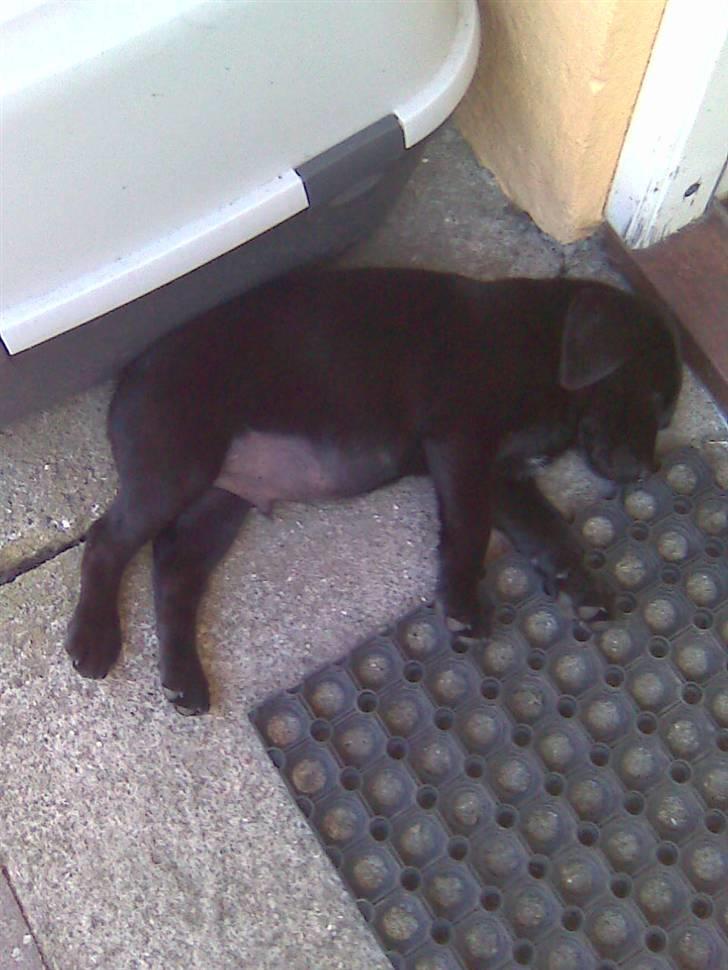 Labrador retriever Bølle billede 4