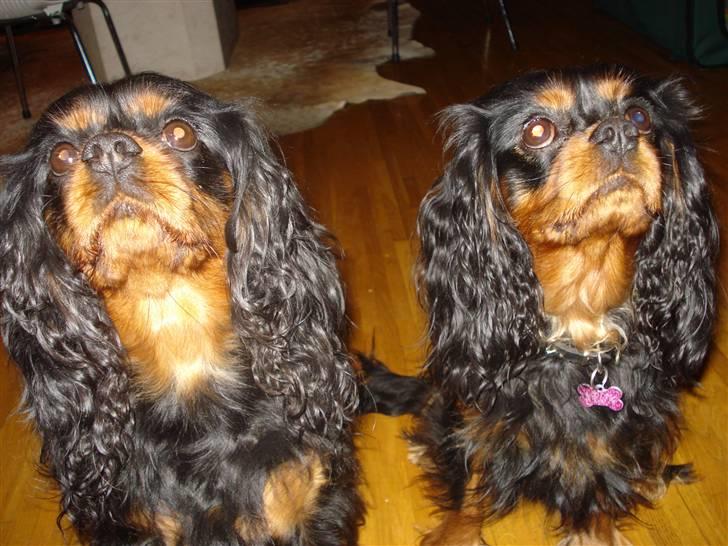 Cavalier king charles spaniel Vega - Vega th. og mor Kiara tv billede 20