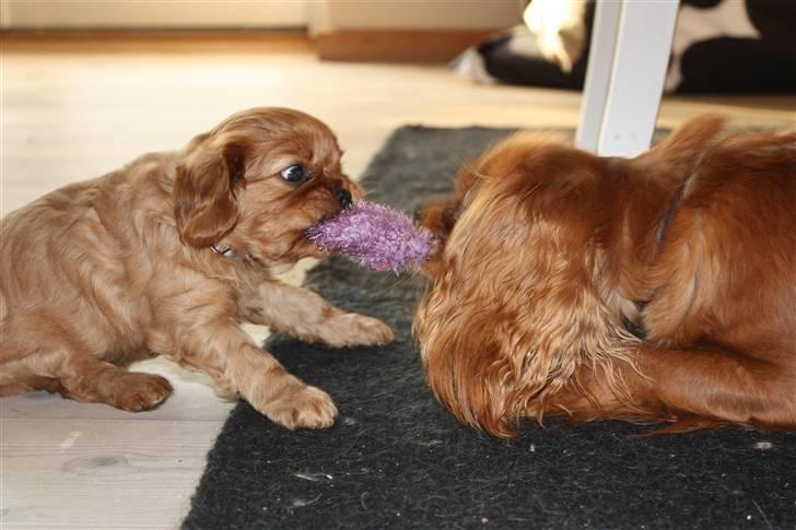 Cavalier king charles spaniel Grand Marica Sweet Q Alfa - Alfa er bare den bedste legetante :-) billede 16