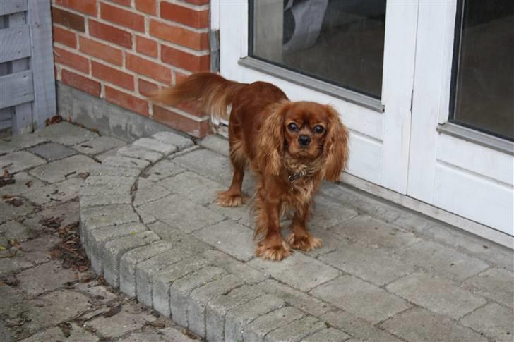 Cavalier king charles spaniel Grand Marica Sweet Q Alfa billede 17