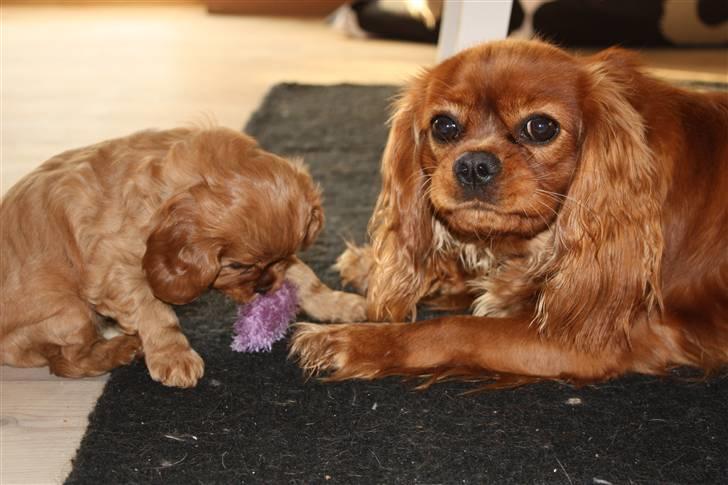 Cavalier king charles spaniel Grand Marica Sweet Q Alfa billede 18