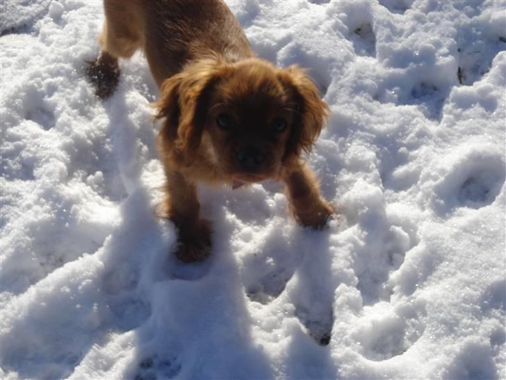 Cavalier king charles spaniel Grand Marica Sweet Q Alfa billede 19