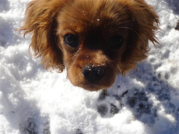 Cavalier king charles spaniel Grand Marica Sweet Q Alfa billede 20