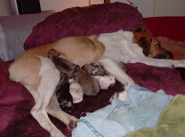 Blanding af racer Masha billede 7