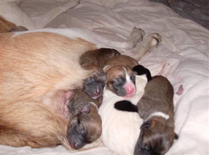 Blanding af racer Masha billede 8