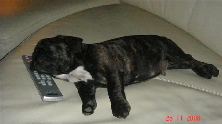 Fransk bulldog Rocky - Rocky 11 uger billede 2