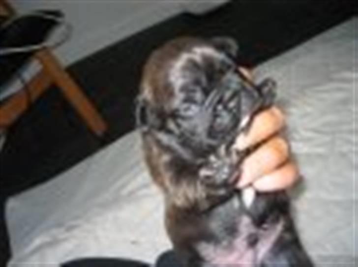 Fransk bulldog Rocky - Rocky 4 uger billede 3