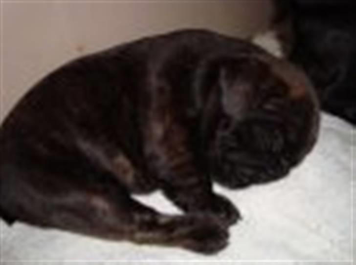 Fransk bulldog Rocky - Rocky 4 uger billede 4