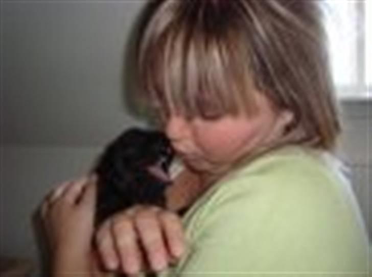 Fransk bulldog Rocky - Rocky 4 uger billede 5