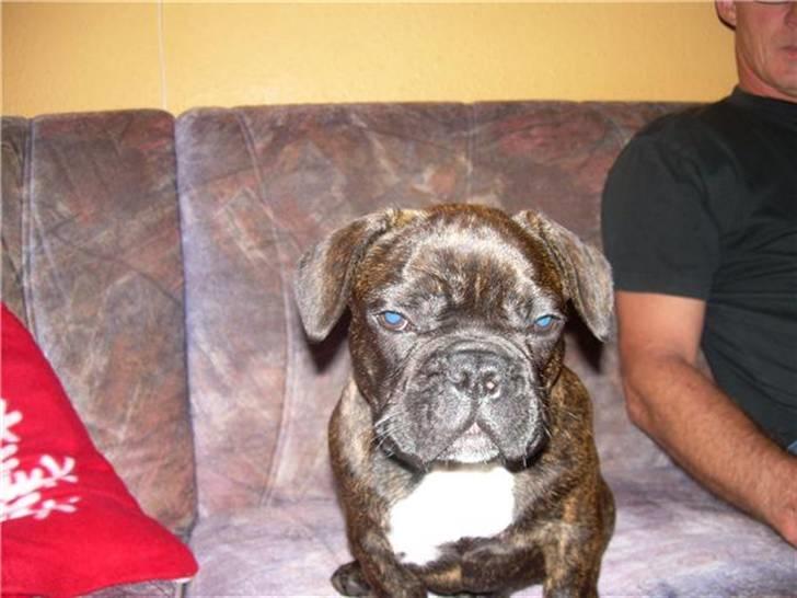 Fransk bulldog Rocky - Juleaften ved svigermor billede 6