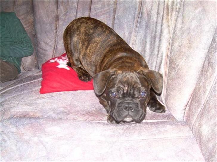 Fransk bulldog Rocky - Jukeaften ved svigermor billede 7